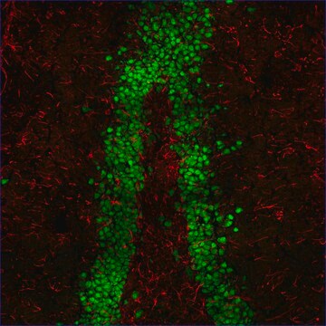 Anti-Mouse IgG2b (&#947;2b), CF&#8482;555 antibody produced in goat ~2&#160;mg/mL, affinity isolated antibody, buffered aqueous solution