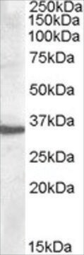 抗アポリポタンパク質F抗体 ヤギ宿主抗体 affinity isolated antibody, buffered aqueous solution