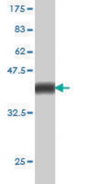 Monoclonal Anti-PCDHGA1 antibody produced in mouse clone 4C9, purified immunoglobulin, buffered aqueous solution