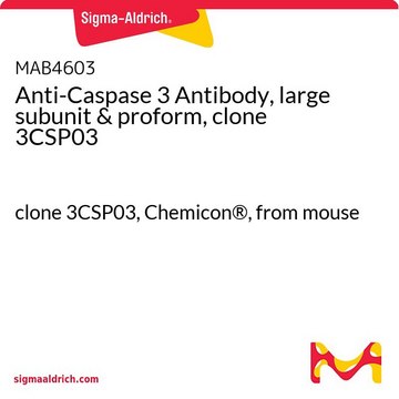 Anti-Caspase 3 Antibody, large subunit &amp; proform, clone 3CSP03 clone 3CSP03, Chemicon&#174;, from mouse