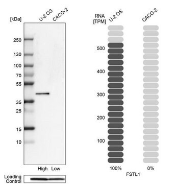 抗FSTL1 ウサギ宿主抗体 Prestige Antibodies&#174; Powered by Atlas Antibodies, affinity isolated antibody, buffered aqueous glycerol solution