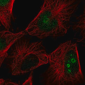 Anti-FAM3A antibody produced in rabbit Prestige Antibodies&#174; Powered by Atlas Antibodies, affinity isolated antibody