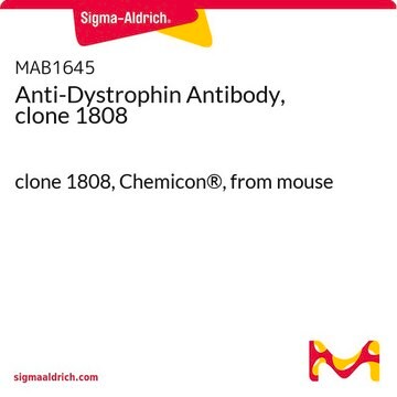 肌营养不良蛋白抗体，克隆1808 clone 1808, Chemicon&#174;, from mouse