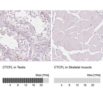 Anti-CTCFL antibody produced in rabbit Prestige Antibodies&#174; Powered by Atlas Antibodies, affinity isolated antibody, buffered aqueous glycerol solution