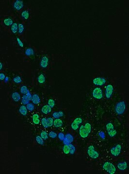 Anti-Olig2 Antibody, clone 211F1.1, Alexa Fluor&#8482;488 Conjugate | MABN50A4 clone 211F1.1, from mouse, ALEXA FLUOR&#8482; 488