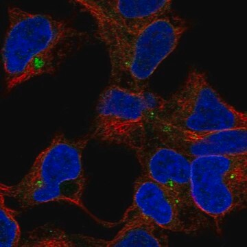 Anti-CLPTM1 antibody produced in rabbit Prestige Antibodies&#174; Powered by Atlas Antibodies, affinity isolated antibody