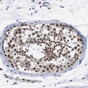 抗PSME3抗体 ウサギ宿主抗体 Prestige Antibodies&#174; Powered by Atlas Antibodies, affinity isolated antibody, buffered aqueous glycerol solution