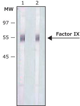 Anti-Factor IX antibody produced in rabbit IgG fraction of antiserum, buffered aqueous solution