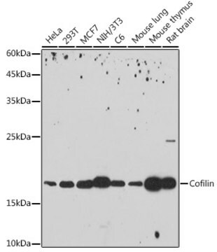 Anti-Cofilin Antibody, clone 4M1Z9, Rabbit Monoclonal