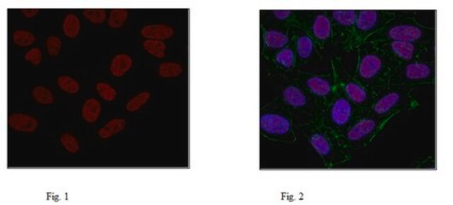 Anti-Histone H3.3 Antibody, clone 4H2D7 clone 4H2D7, 1&#160;mg/mL, from rat