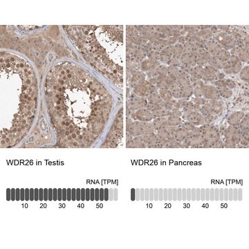 Anti-WDR26 antibody produced in rabbit Prestige Antibodies&#174; Powered by Atlas Antibodies, affinity isolated antibody, buffered aqueous glycerol solution