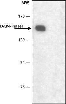 Anti-DAP Kinase 1 ~1&#160;mg/mL, affinity isolated antibody, buffered aqueous solution