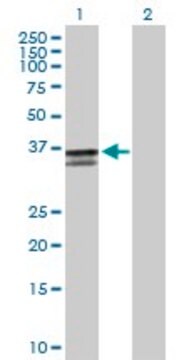 Anti-ST3GAL2 antibody produced in mouse purified immunoglobulin, buffered aqueous solution