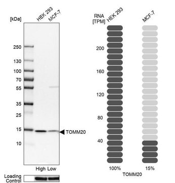 抗TOMM20 ウサギ宿主抗体 Prestige Antibodies&#174; Powered by Atlas Antibodies, affinity isolated antibody, buffered aqueous glycerol solution