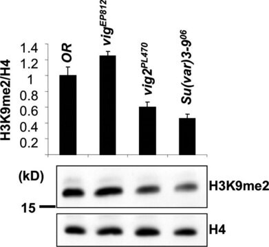 Anticorpo anti-dimetil-istone H3 (Lys9) Upstate&#174;, from rabbit