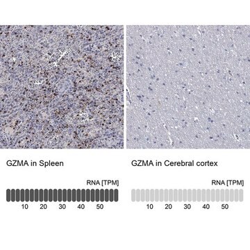 Anty-GZMA Prestige Antibodies&#174; Powered by Atlas Antibodies, affinity isolated antibody, buffered aqueous glycerol solution