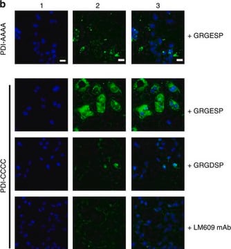 Anticorpo anti-integrina &#945;V&#946;3, clone LM609 clone LM609, Chemicon&#174;, from mouse