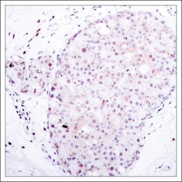 Anti-NFKB1 (Ab-907) antibody produced in rabbit affinity isolated antibody