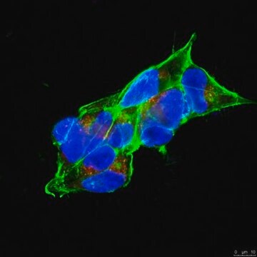 Anti-APP Antibody, clone 7H6 clone 7H6, from rat