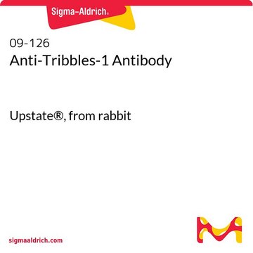 Anti-Tribbles-1-Antikörper Upstate&#174;, from rabbit