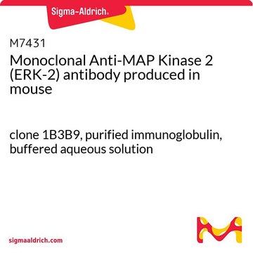 Monoclonal Anti-MAP Kinase 2 (ERK-2) antibody produced in mouse clone 1B3B9, purified immunoglobulin, buffered aqueous solution