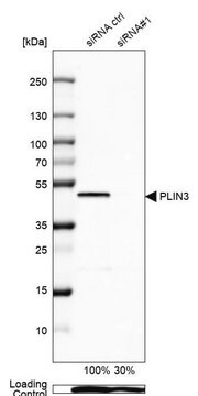 抗PLIN3抗体 ウサギ宿主抗体 Prestige Antibodies&#174; Powered by Atlas Antibodies, affinity isolated antibody, buffered aqueous glycerol solution