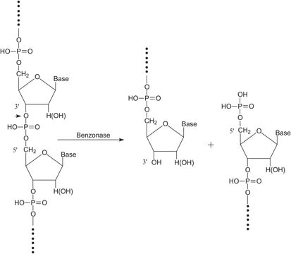 Nucleasas Benzonase&#174; &#8805;250&#160;units/&#956;L, &#8805;90% (SDS-PAGE), recombinant, expressed in E. coli, buffered aqueous glycerol solution