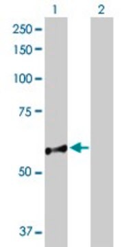 抗NUP98抗体 ウサギ宿主抗体 purified immunoglobulin, buffered aqueous solution