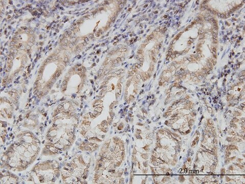 Monoclonal Anti-PNMA1 antibody produced in mouse clone 4G6, purified immunoglobulin, buffered aqueous solution