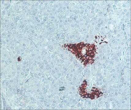 抗モルモットIgG (全分子)&#8722;ペルオキシダーゼ ウサギ宿主抗体 affinity isolated antibody, buffered aqueous solution