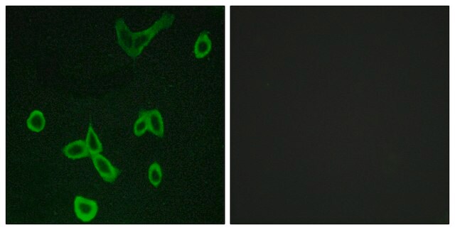 Anti-HRH4 antibody produced in rabbit affinity isolated antibody