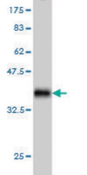 Monoclonal Anti-SH3RF2 antibody produced in mouse clone 4E10, purified immunoglobulin, buffered aqueous solution