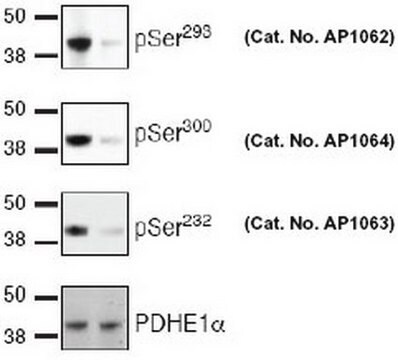 PhosphoDetect Anti-PDH-E1&#945; (pSer&#178;&#179;&#178;) Rabbit pAb liquid, Calbiochem&#174;