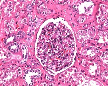 Hematoxylin solution modified acc. to Gill III for microscopy