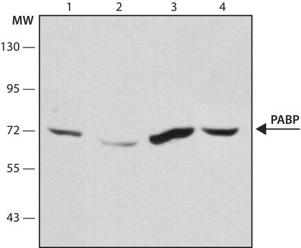 モノクロナール抗PABP マウス宿主抗体 clone 10E10, purified from hybridoma cell culture