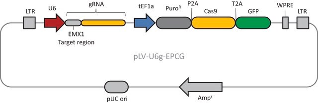 CRISPR-慢病毒 人类阳性对照DNA