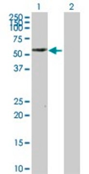 Anti-PTRF antibody produced in rabbit purified immunoglobulin, buffered aqueous solution