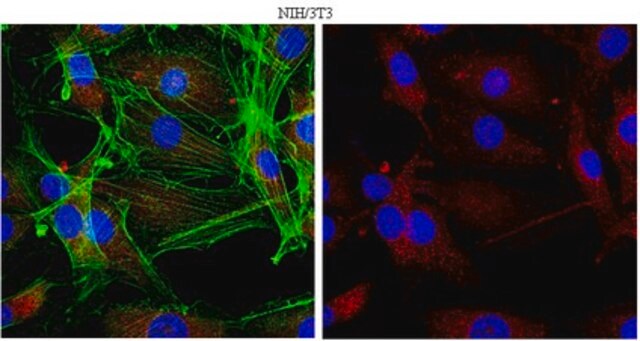 Anti-Raptor Antibody, clone 1H6.2 clone 1H6.2, from mouse