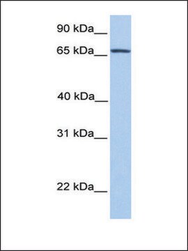 Anti-NR4A2 (AB2) antibody produced in rabbit affinity isolated antibody