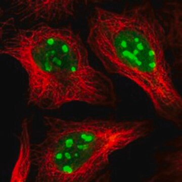 Anti-Zmynd8 Antibody Produced In Rabbit Prestige Antibodies&#174; Powered by Atlas Antibodies, affinity isolated antibody, buffered aqueous glycerol solution