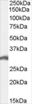 Anti-PSME3 antibody produced in goat affinity isolated antibody, buffered aqueous solution