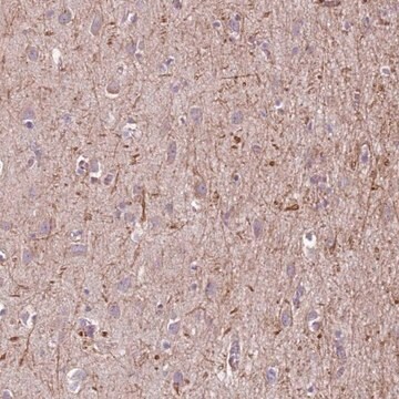 Anti-MEGF8 antibody produced in rabbit Prestige Antibodies&#174; Powered by Atlas Antibodies, affinity isolated antibody, buffered aqueous glycerol solution