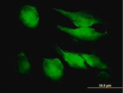 Anti-FGF1 antibody produced in mouse purified immunoglobulin, buffered aqueous solution