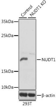 Anti-NUDT1 antibody produced in rabbit