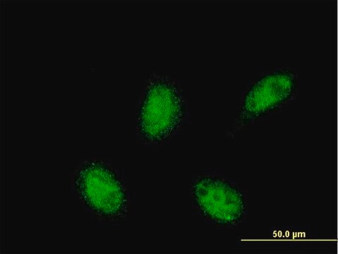 ANTI-RXRA antibody produced in mouse clone 3A5, purified immunoglobulin, buffered aqueous solution