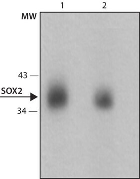 モノクロナール抗Sox2 マウス宿主抗体 clone SOX2-6, purified from hybridoma cell culture