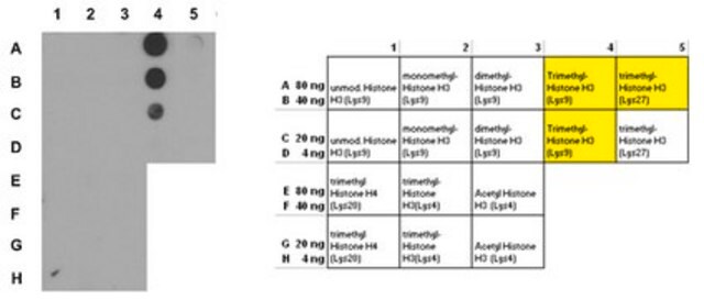 Anticorps anti-triméthyl-histone&nbsp;H3 (Lys9) serum, Upstate&#174;