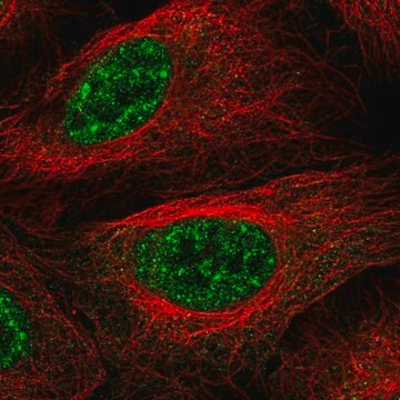 Anti-LHX4 antibody produced in rabbit Prestige Antibodies&#174; Powered by Atlas Antibodies, affinity isolated antibody