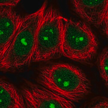 Anti-SPATA2 antibody produced in rabbit Prestige Antibodies&#174; Powered by Atlas Antibodies, affinity isolated antibody