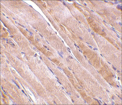 Anti-Emerin antibody produced in rabbit affinity isolated antibody, buffered aqueous solution